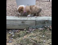 (BROKEN LINK) Corgi Puppy Pink Collar Falls Off Wooden Beam