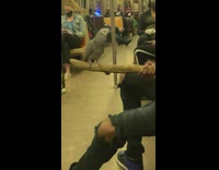 Man Holds Pet Bird on Subway Ride on Stick 
