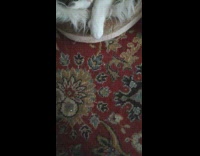 Guy zooms in back paws feet cat 