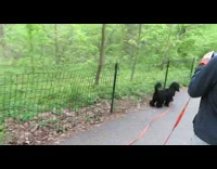 Black Pet Dog barks at squirrel fence