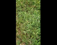 Clump of baby spiders on grass yard