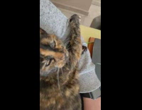 Man works on laptop cat lays arms