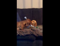 Two brown dog fight bite same toy