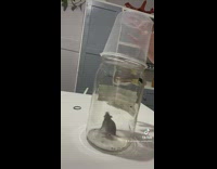 Rat inside of jar trying to jump out and escape 