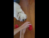 White dog white cups mix magic trick finds 