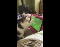 Kitten tries to catch virtual spiders tablet 