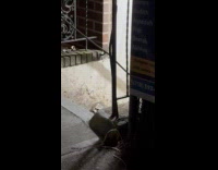 Submitter sees racoon in apartment stairs