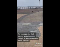 Dog walks slow behind on walk