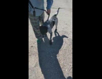 Dog walks funny way while wearing shoes 