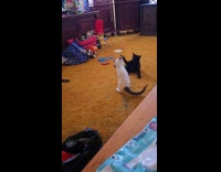 Two cats play fight on orange carpet