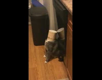Cat has ice cream container on head fail