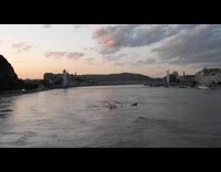Whole tree floating down Danube river 