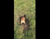 Brown French Bulldog Digs Water Hole In Grass Lawn
