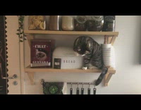 Cat hanging out in shelf 