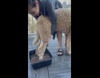 Woman wash muddy feet of pet dog