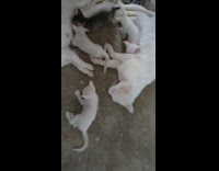 2 mom cats feed kittens 