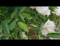 Collab PubityPets - Small Ladybug Crawls Around Garden Plant Branch