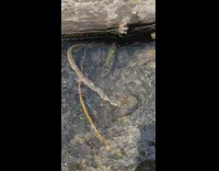 Snake catches sculpin in river 