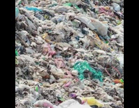 Guy dresses like fly costume mike pence 