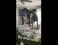 Dogs Stop to Wail as Man Walks in