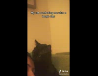 Black cat licking girls forehead 