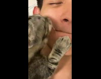 Kitten lick face beside mouth of guy