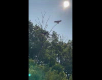 2 hawks stands still on a tree