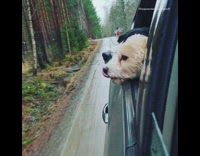 Two dogs stick head out car window 