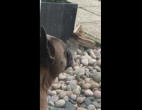 Dog breathe against glass fog on surface