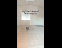 Dog and champagne bottle added inside house