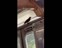 Bird on the handrail of the train