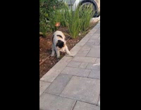 Cat slap try to bite small snake