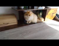 Cat sits on top of weighing scale