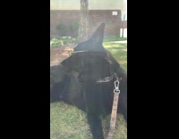 Dog chilling and wearing sunglasses 