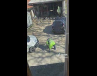 Postman playing with dog delivering package 