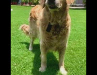 Golden retriever dog then and now grass