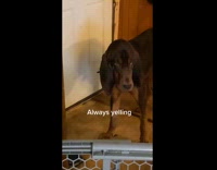 Dog howling and barking behind gate 