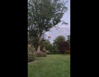 Guys pull rope for tree swing momentum