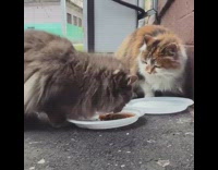 Two cats eat food drink milk outside 