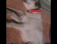 Guy laughs and wakes sleeping dog 