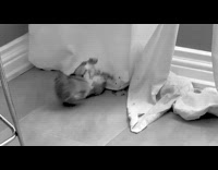 Rabbit bunny falls over while sleeping, dramatic music slow motion
