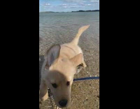 Golden retriever puppy dog beach shore