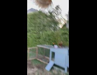 Brown chicken from coop fly to fence