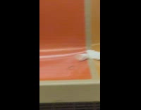 Mantis bug on subway seat 