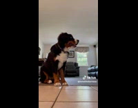 Collab BitchMP - Woman leaves camera open to watch puppy 