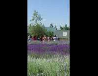 Group of women tiktok dance on the lavender fields