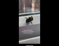 Bumblebee twerks on window 