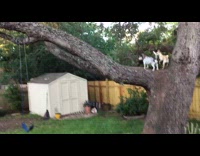 Small grey white dog runs up tree 