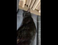 Cat startled when hooman pets head 