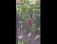 Red leggings girl squats in bush stool   